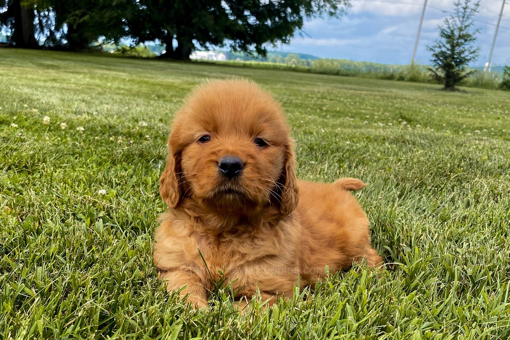 Elsa Image of Elsa, a Golden Retriever puppy