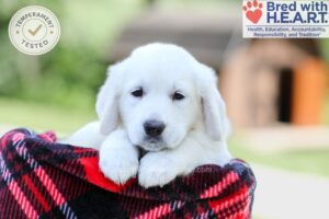 Image of Ember, a Golden Retriever puppy