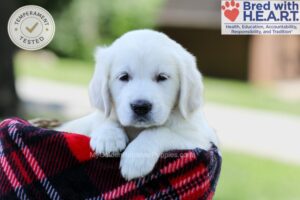 Image of Evan, a Golden Retriever puppy