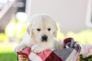 Image of Fireworks, a Golden Retriever puppy