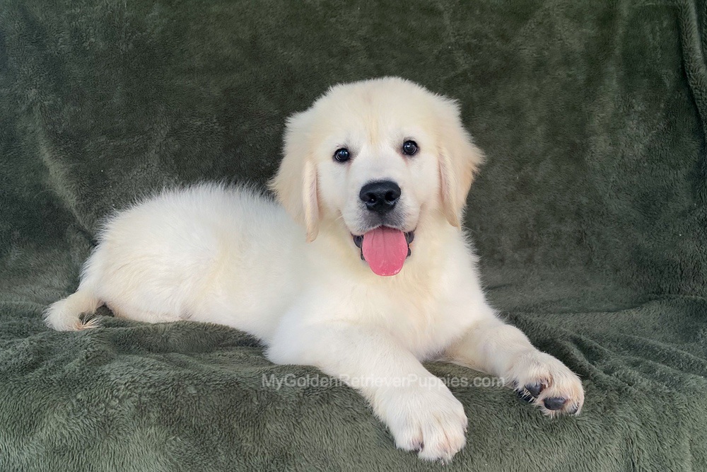 Fireworks Image of Fireworks, a Golden Retriever puppy