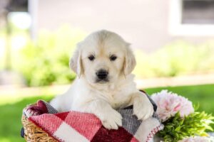 Image of Frisbee, a Golden Retriever puppy