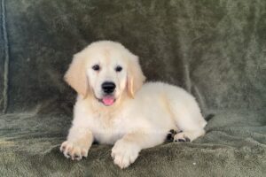 Image of Frisbee, a Golden Retriever puppy