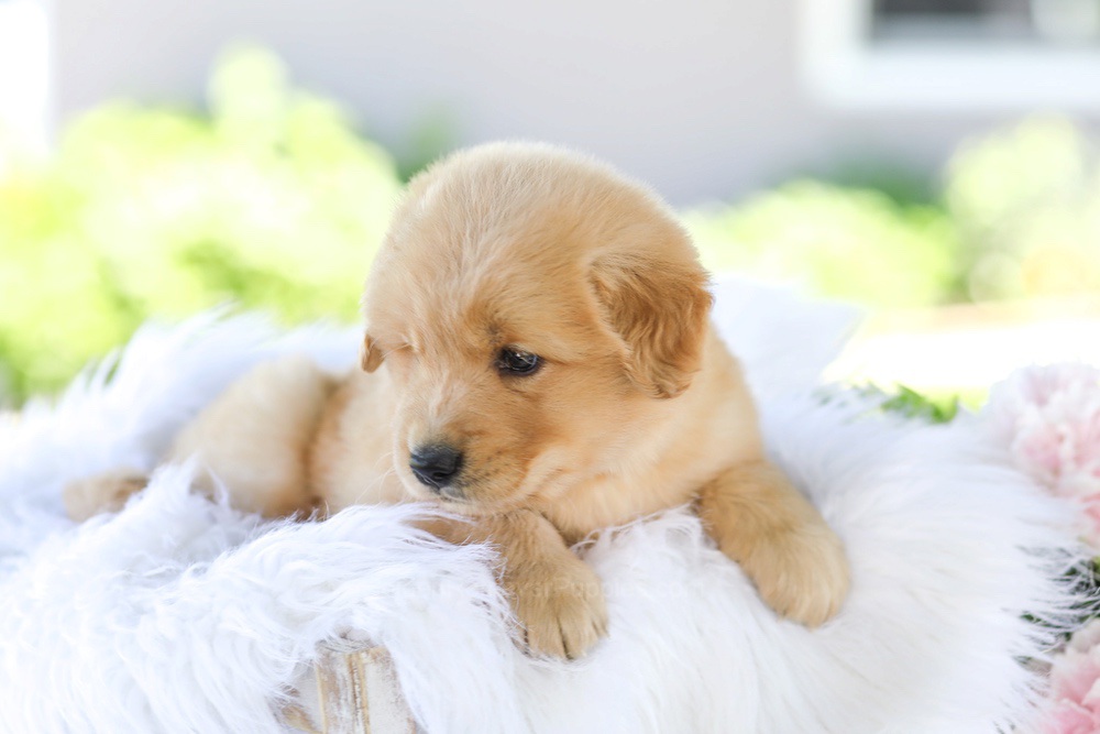Gunner Image of Gunner, a Golden Retriever puppy