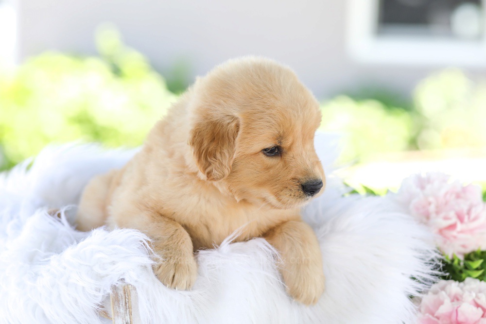 Gunner Image of Gunner, a Golden Retriever puppy