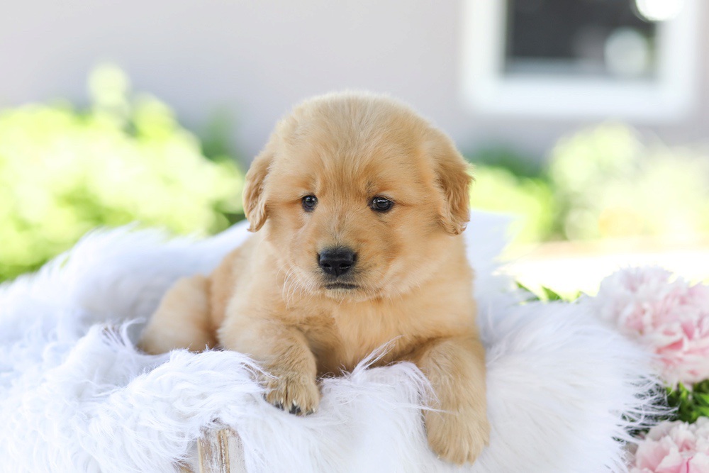 Gunner Image of Gunner, a Golden Retriever puppy