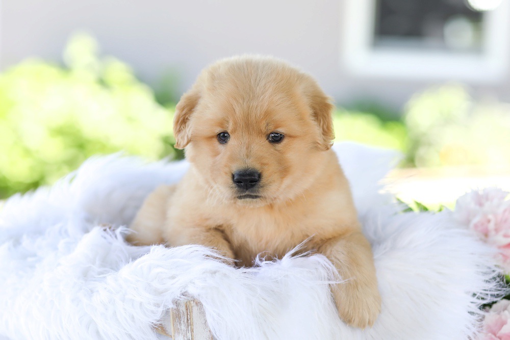 Gunner Image of Gunner, a Golden Retriever puppy