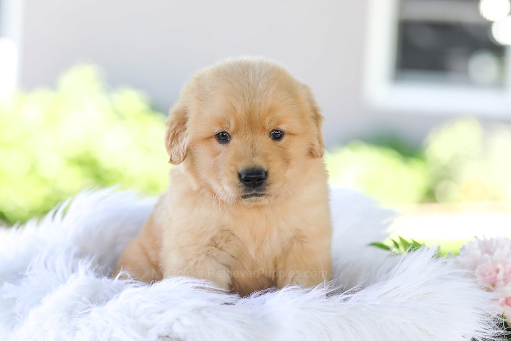 Gunner Image of Gunner, a Golden Retriever puppy