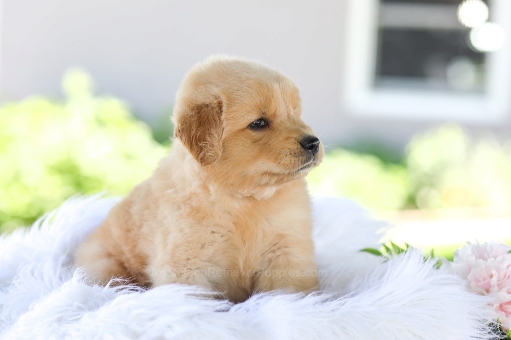 Gunner Image of Gunner, a Golden Retriever puppy