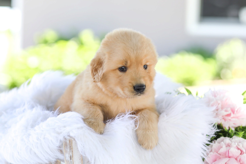 Gunner Image of Gunner, a Golden Retriever puppy