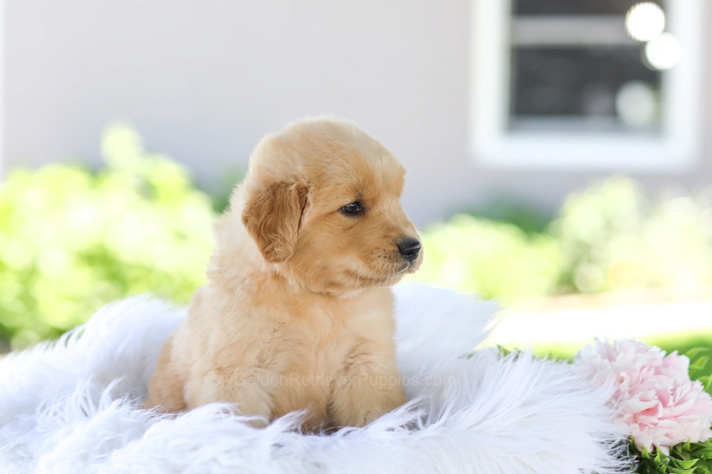 Gunner Image of Gunner, a Golden Retriever puppy