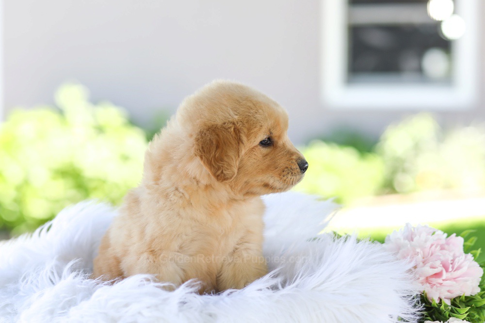 Gunner Image of Gunner, a Golden Retriever puppy
