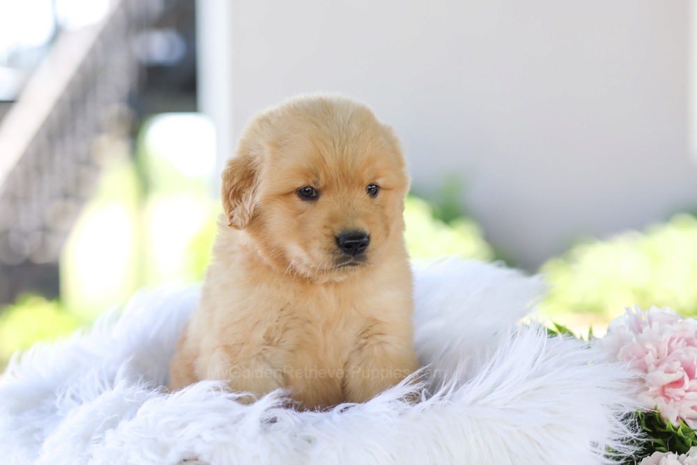 Gunner Image of Gunner, a Golden Retriever puppy
