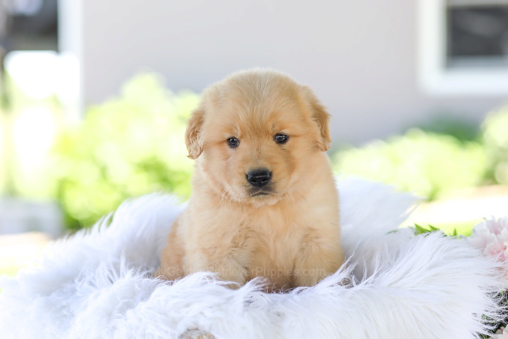 Gunner Image of Gunner, a Golden Retriever puppy