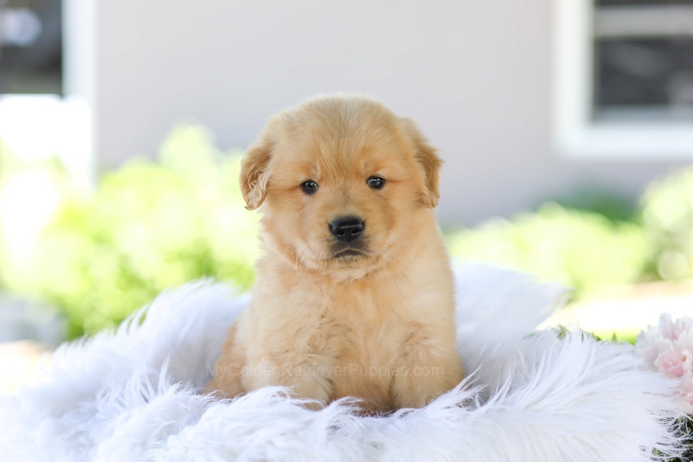 Gunner Image of Gunner, a Golden Retriever puppy