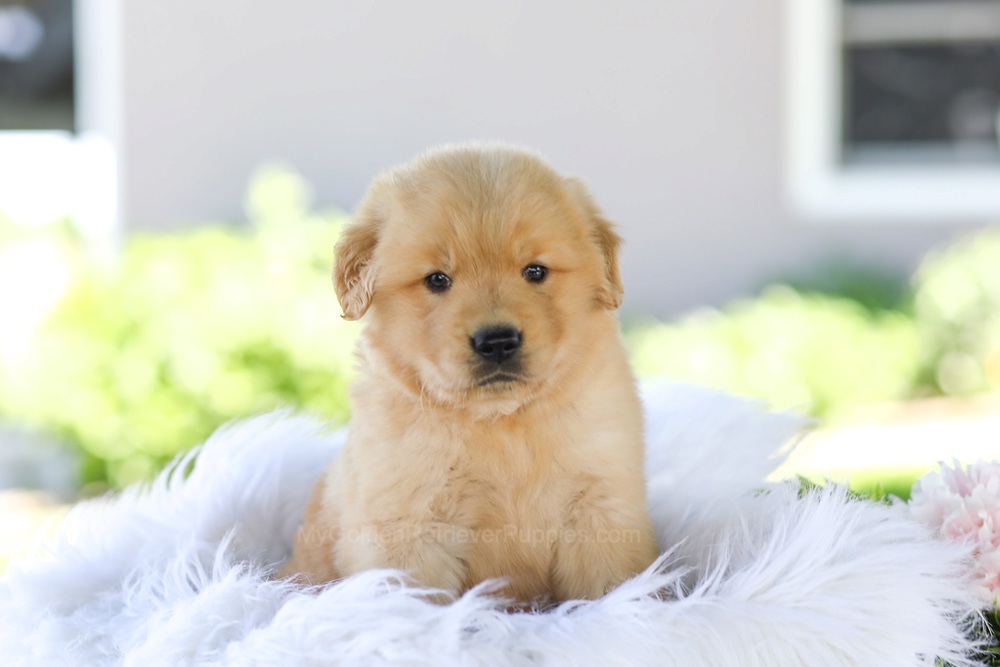 Gunner Image of Gunner, a Golden Retriever puppy