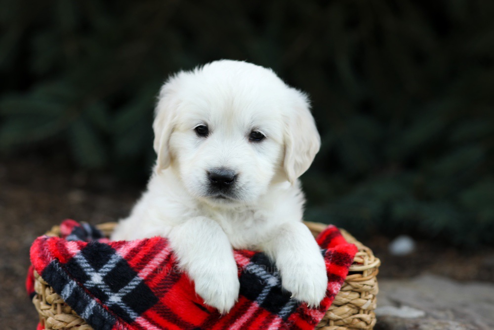 Hazel Image of Hazel, a Golden Retriever puppy