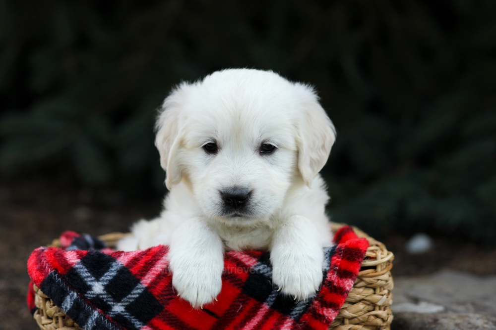 Hazel Image of Hazel, a Golden Retriever puppy