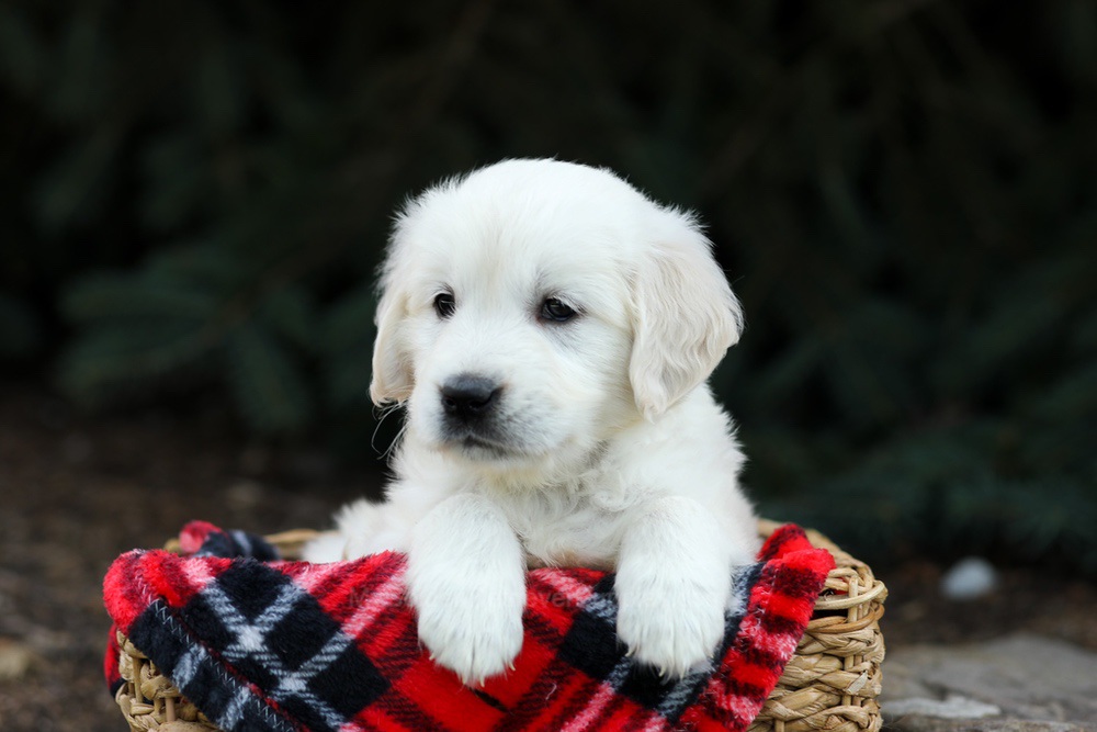 Hazel Image of Hazel, a Golden Retriever puppy