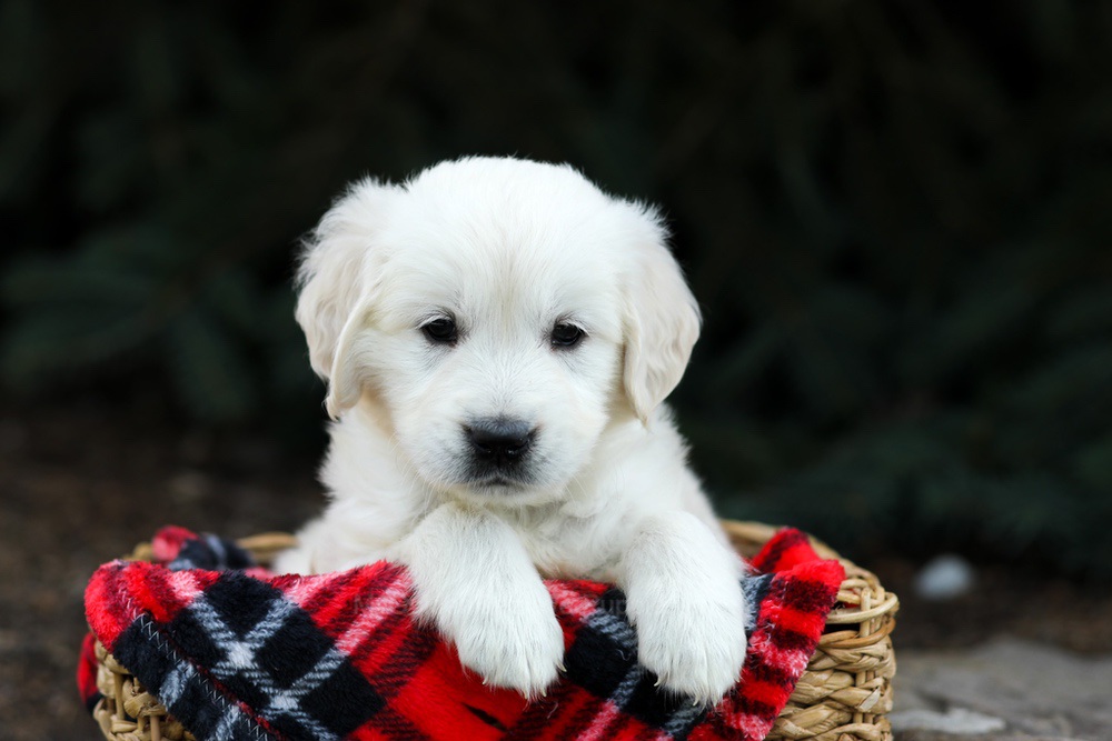 Hazel Image of Hazel, a Golden Retriever puppy