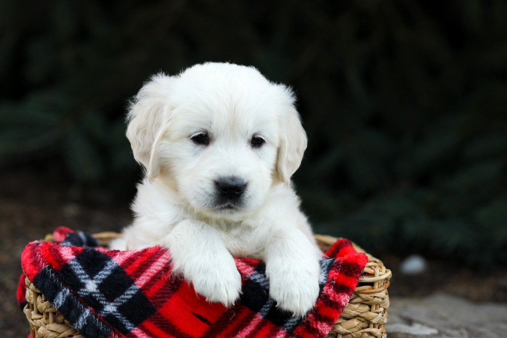 Hazel Image of Hazel, a Golden Retriever puppy