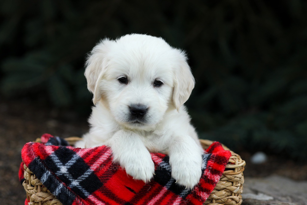 Hazel Image of Hazel, a Golden Retriever puppy
