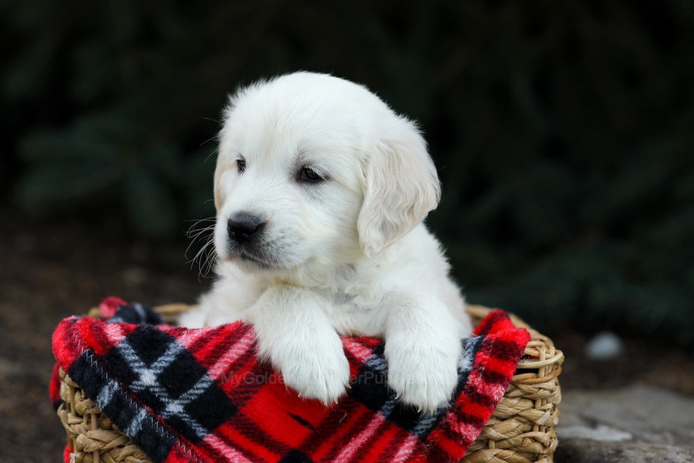 Hazel Image of Hazel, a Golden Retriever puppy