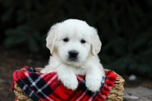 Image of Hazel, a Golden Retriever puppy