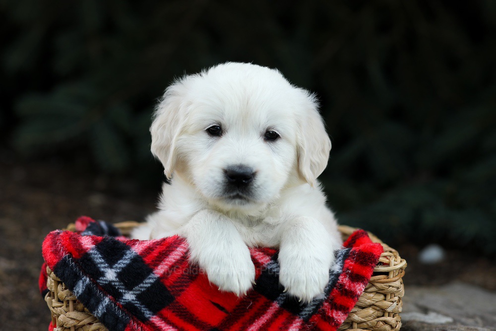 Hazel Image of Hazel, a Golden Retriever puppy
