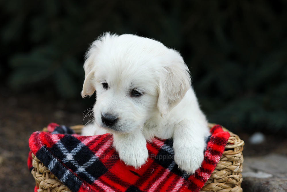 Hazel Image of Hazel, a Golden Retriever puppy