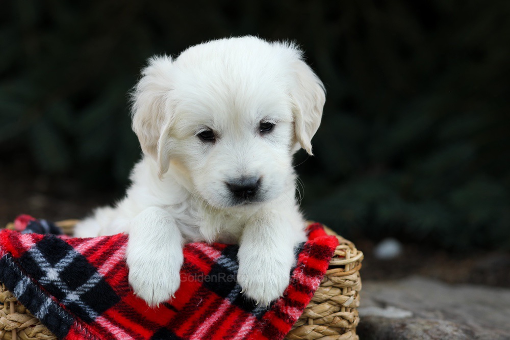 Hazel Image of Hazel, a Golden Retriever puppy