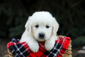 Image of Hudson, a Golden Retriever puppy