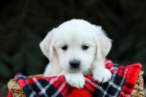 Image of Hugo, a Golden Retriever puppy