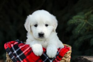 Image of Hunter, a Golden Retriever puppy