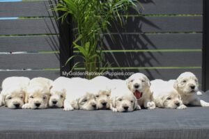 Image of Creams - Ready June 23, a Golden Retriever puppy