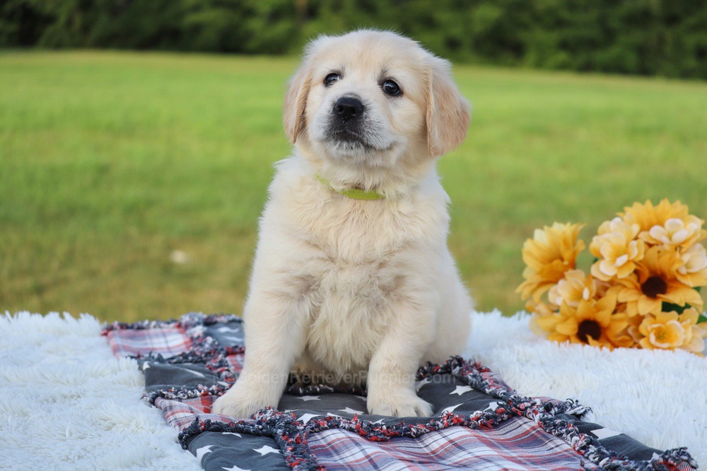 Kiwi Image of Kiwi, a Golden Retriever puppy