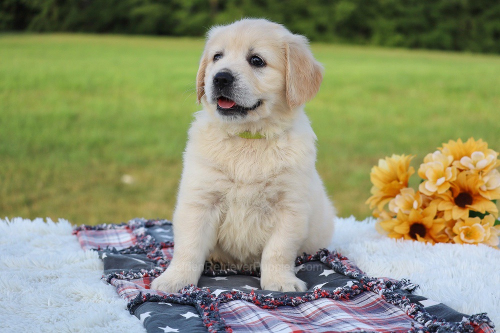 Kiwi Image of Kiwi, a Golden Retriever puppy