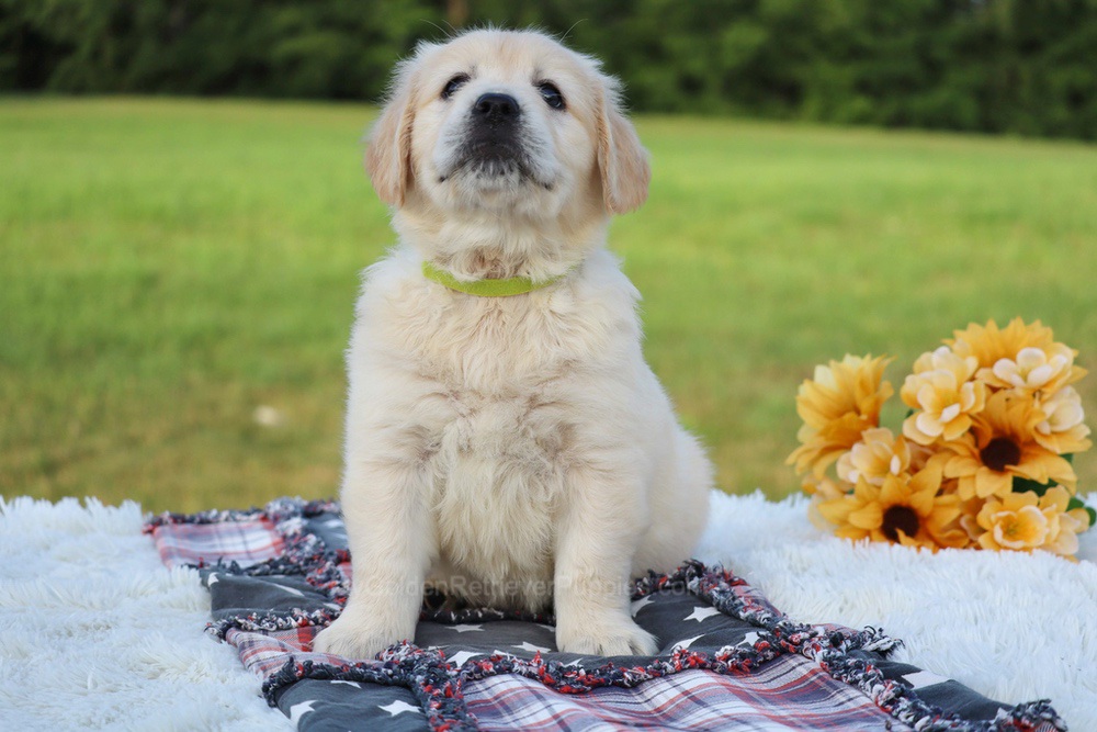 Kiwi Image of Kiwi, a Golden Retriever puppy