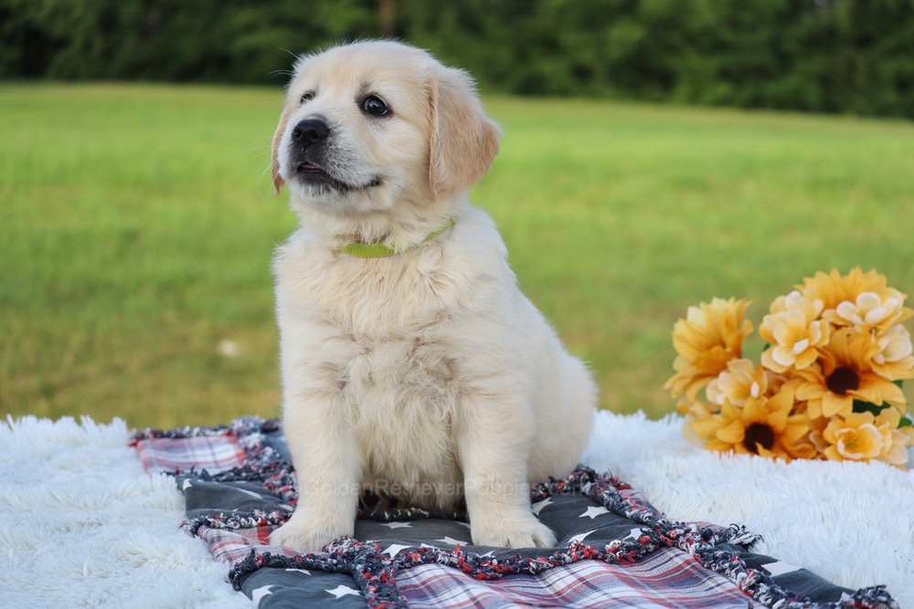 Kiwi Image of Kiwi, a Golden Retriever puppy