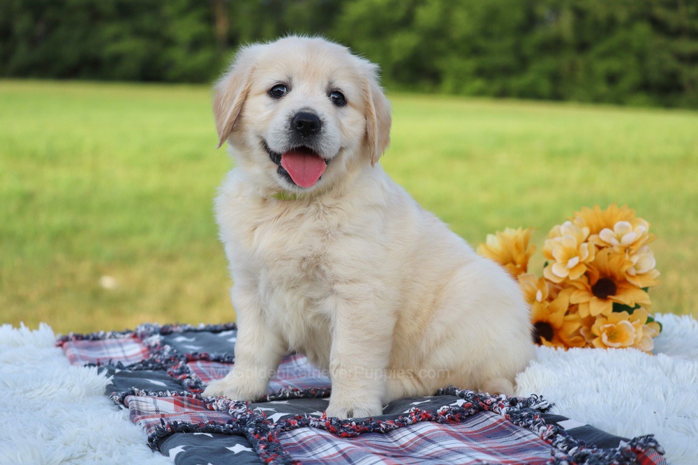 Kiwi Image of Kiwi, a Golden Retriever puppy