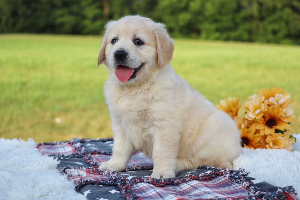 Kiwi Image of Kiwi, a Golden Retriever puppy