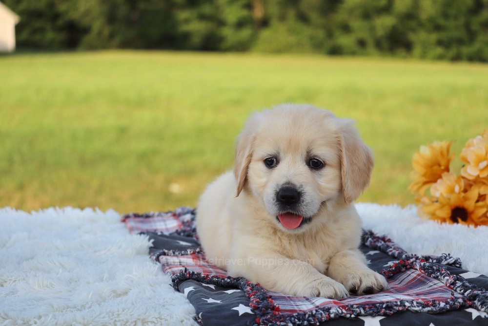 Kiwi Image of Kiwi, a Golden Retriever puppy