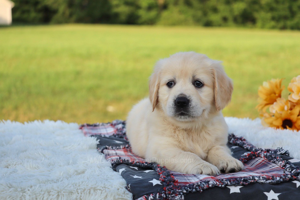 Kiwi Image of Kiwi, a Golden Retriever puppy