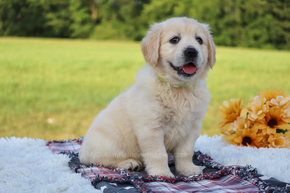 Kiwi Image of Kiwi, a Golden Retriever puppy