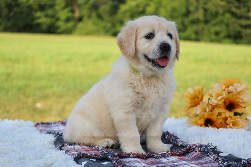 Kiwi Image of Kiwi, a Golden Retriever puppy