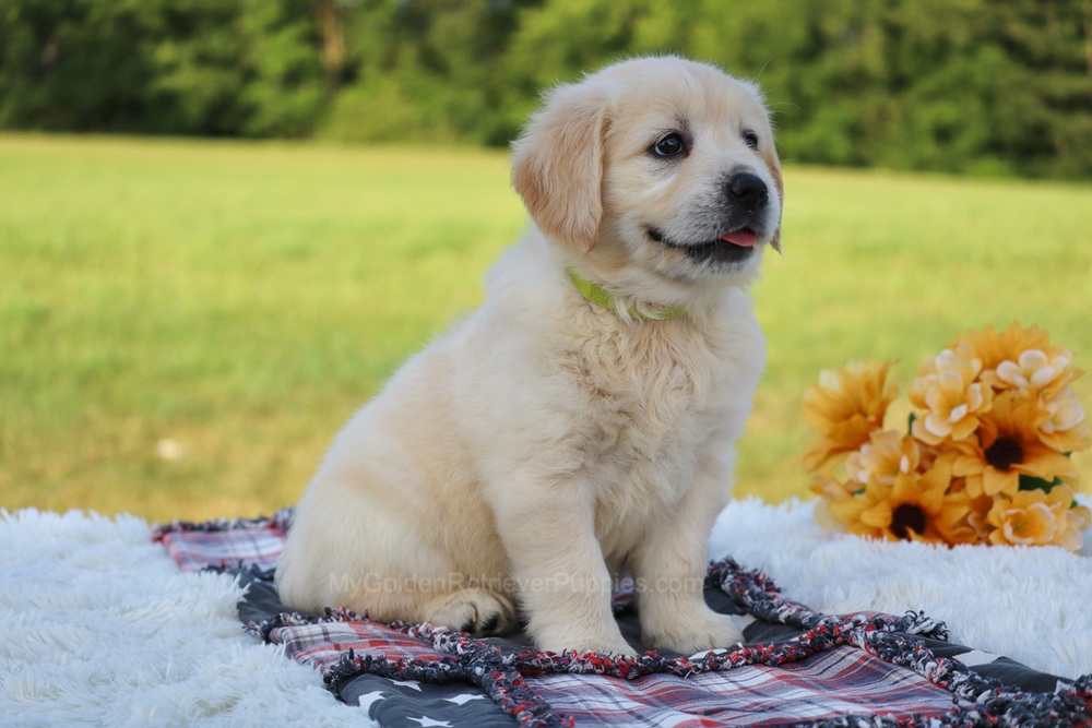 Kiwi Image of Kiwi, a Golden Retriever puppy