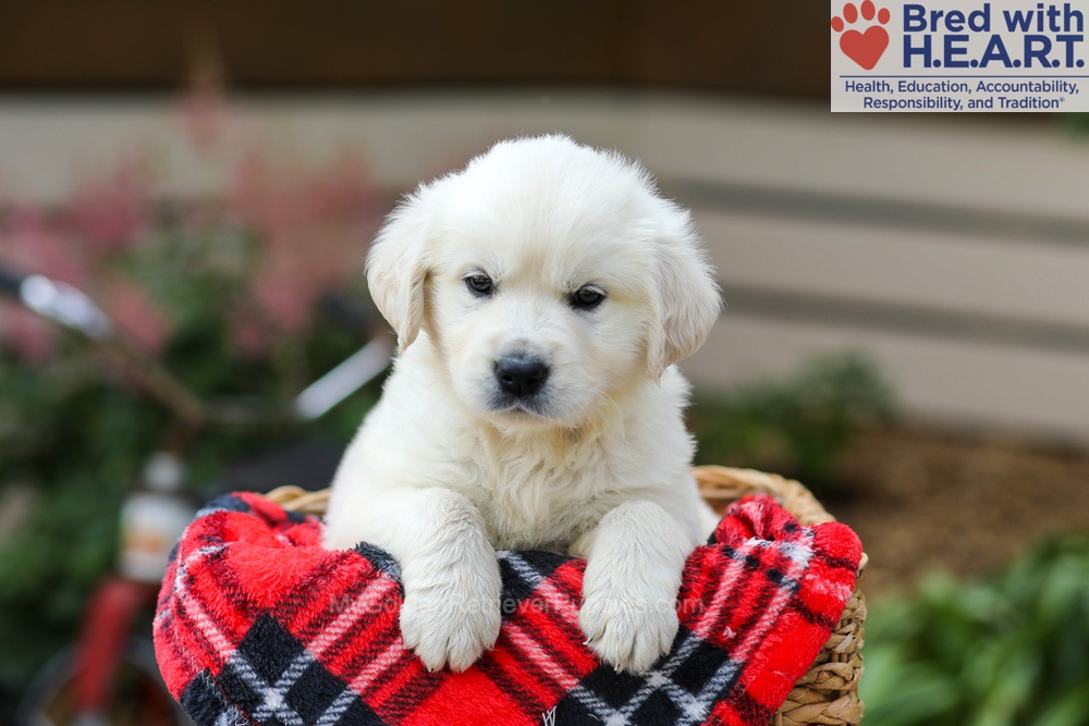 Lola Image of Lola, a Golden Retriever puppy