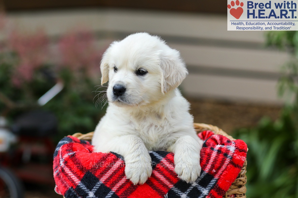 Lola Image of Lola, a Golden Retriever puppy