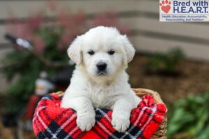 Image of Lola, a Golden Retriever puppy