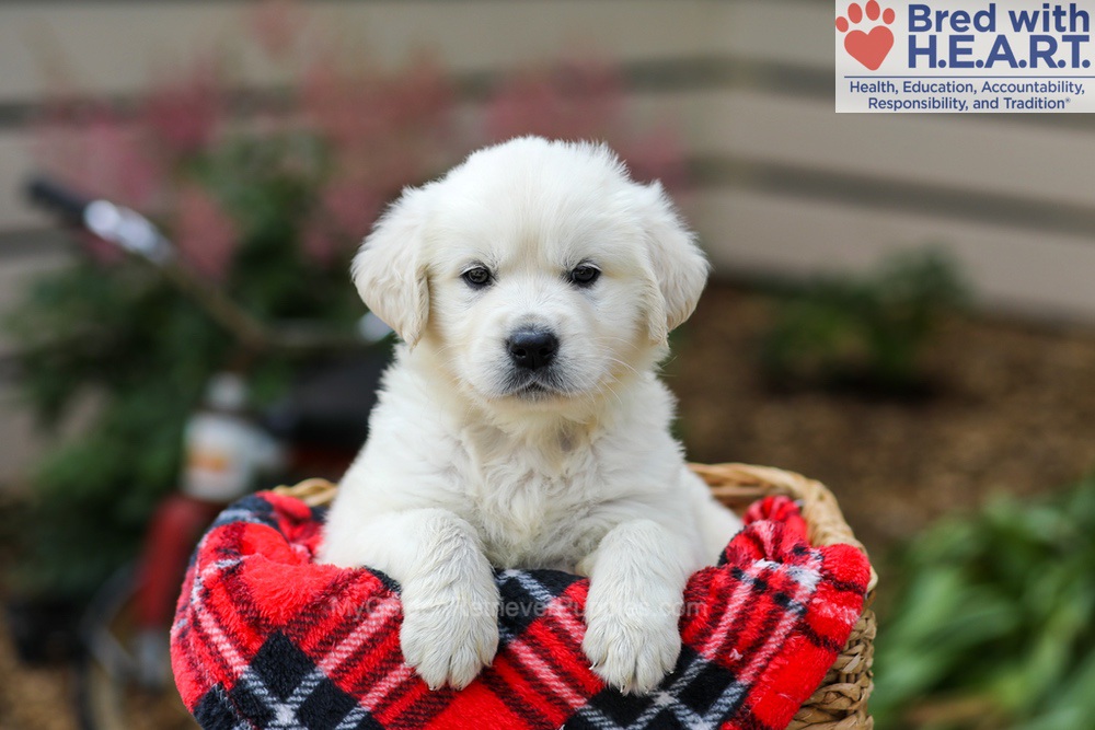 Lola Image of Lola, a Golden Retriever puppy